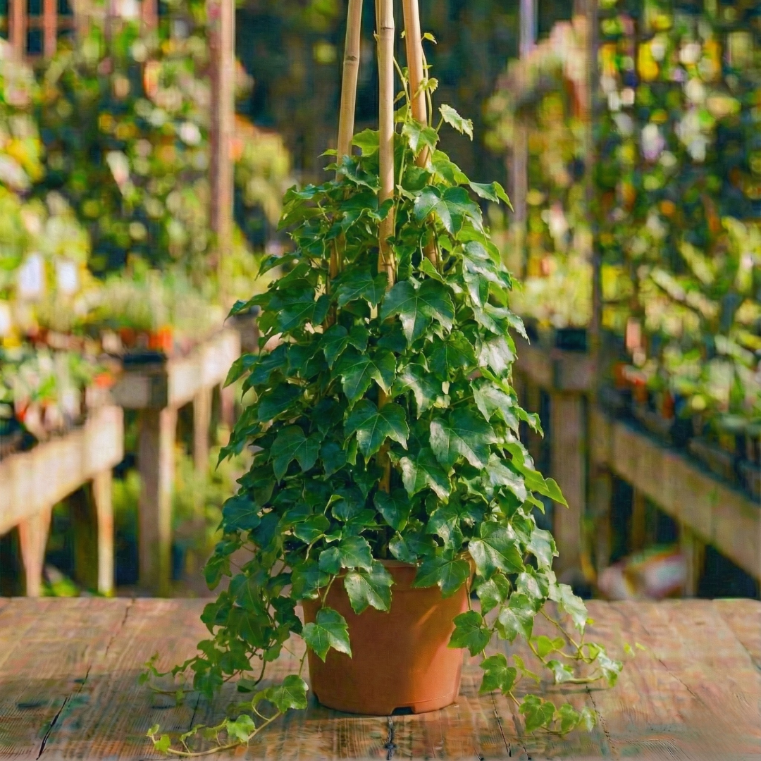 גפנית משולשת קוטר עציץ 24 ס״מ (10 ליטר) (רב שנתי לגינה)