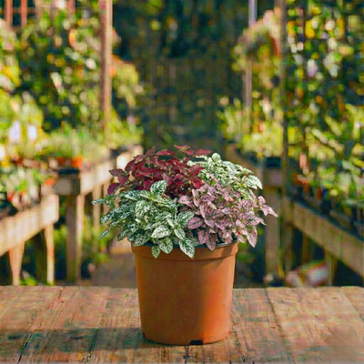 היפואסטס קוטר עציץ 12 ס