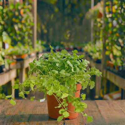 כוסברה עציץ 12 ס