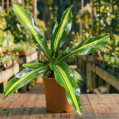 דרצנה למון עציץ 12 ס