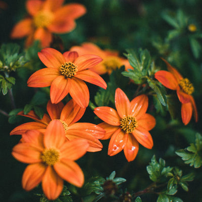 דו שן (בידנס) קוטר עציץ 12 ס