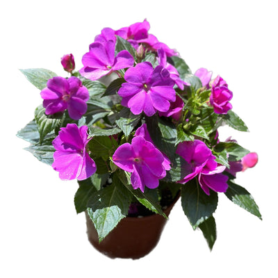 בשמת ניו גינאה קוטר עציץ 14 ס