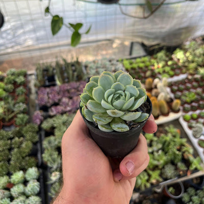 סוקולנט בעציץ מגדלים קוטר 8 ס