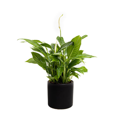 ספטיפיליום רב שנתי לבית