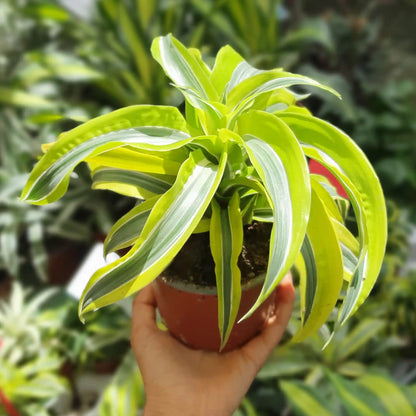 דרצנה למון ליים טורנדו