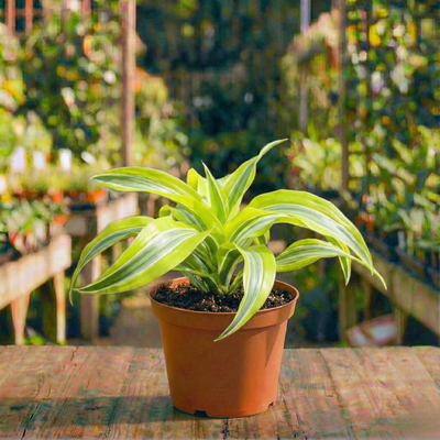 צדרנה למון ליים טורנדו עציץ 12 ס