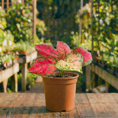 אגלונמה אדומה עציץ 12 ס