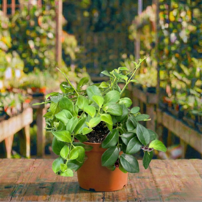 צמח מונה ליזה