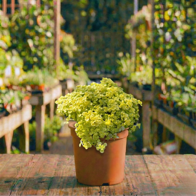 צורית קוטר עציץ 12 ס