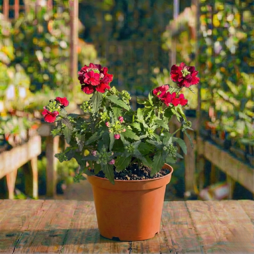 נמסיה קוטר עציץ 12 ס"מ (עונתי סתיו-חורף לגינה)