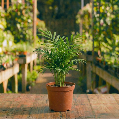 דקל חמדוריאה קטן קוטר עציץ 8 ס״מ (רב שנתי לבית)