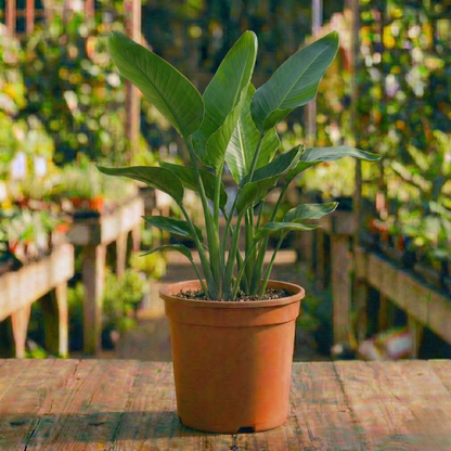 ציפור גן עדן 10 ליטר (רב שנתי לגינה)