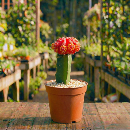 קקטוס מורכב רב שנתי לבית ולגינה