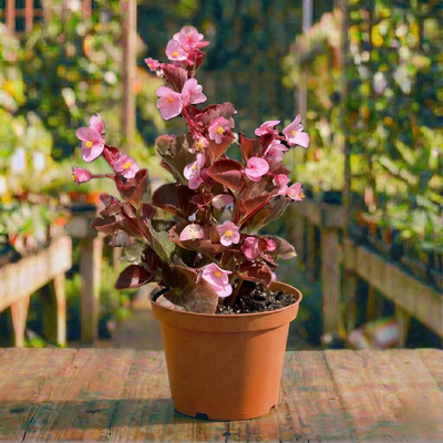 בגוניה פורחת עד קוטר עציץ 12 ס