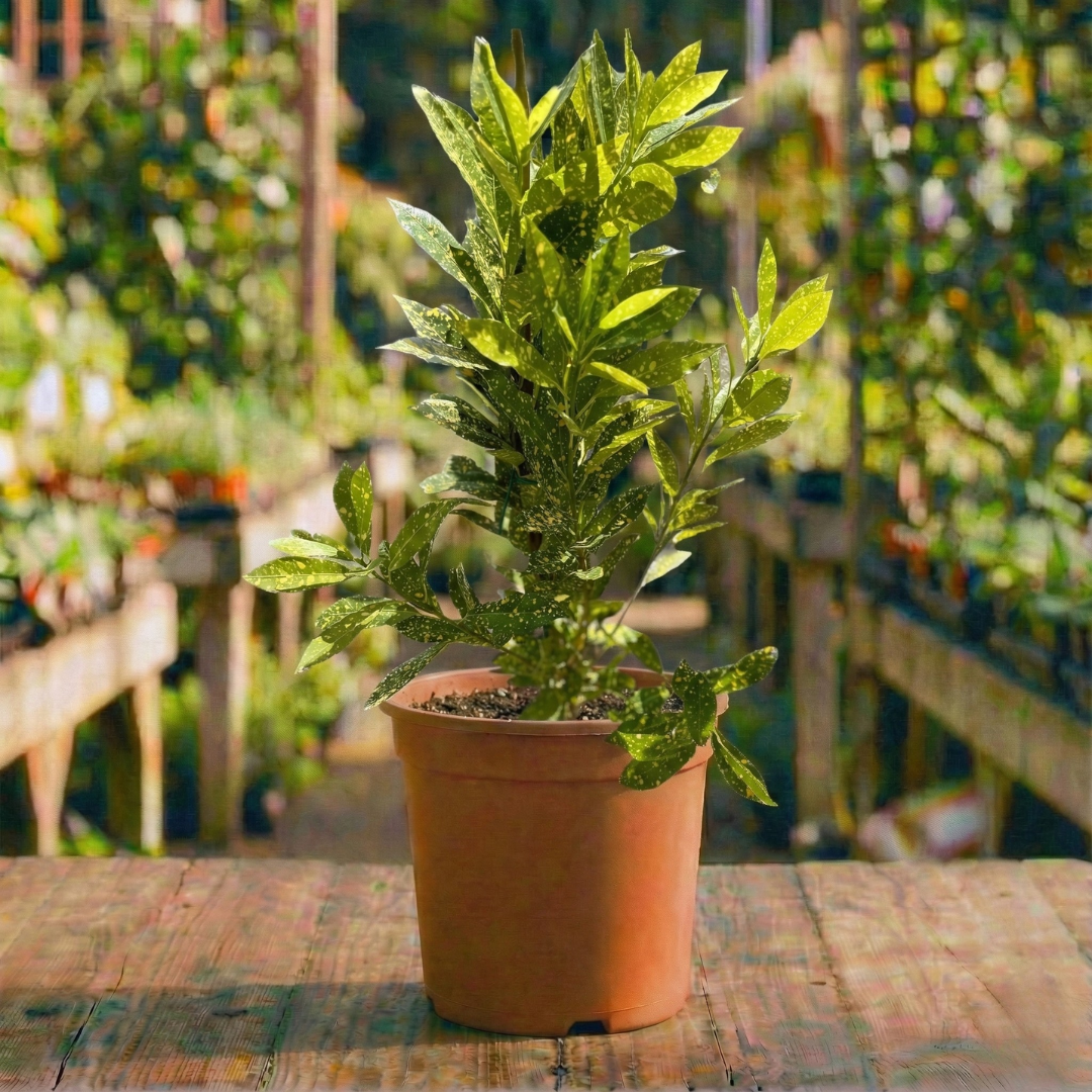 קרוטון מנוקד קוטר עציץ 24 ס"מ (10 ליטר) (רב שנתי לבית ולגינה)