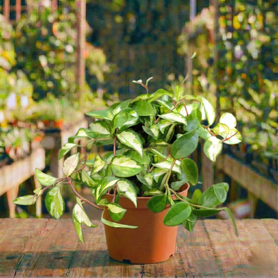 בת שבע לבנה קוטר עציץ 18 ס