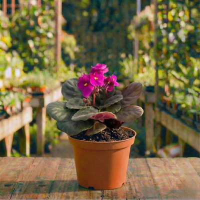 סיגלית עציץ 12 רב שנתי לבית