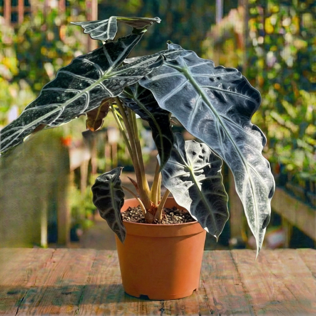 אלוקסיה פולי קוטר עציץ 18 ס"מ (רב שנתי לבית)