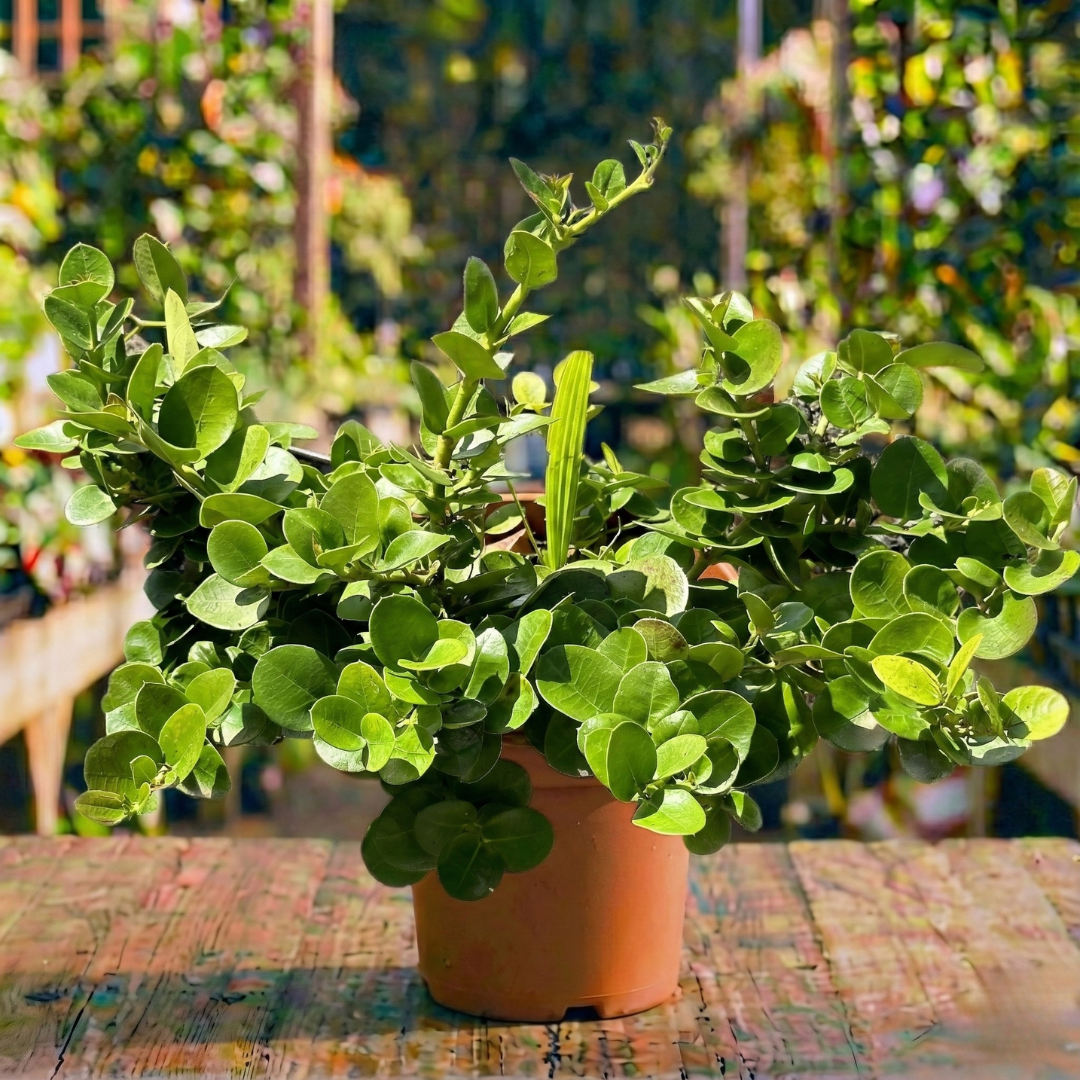 קריסה קוטר עציץ 24 ס"מ (10 ליטר) (רב שנתי לגינה)