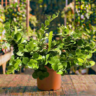 קריסה קוטר עציץ 24 ס