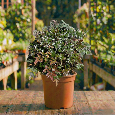 ננדינה ננסית קוטר עציץ 24 ס