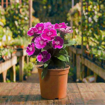 ציפורן קוטר עציץ 12 ס״מ (רב שנתי לגינה)