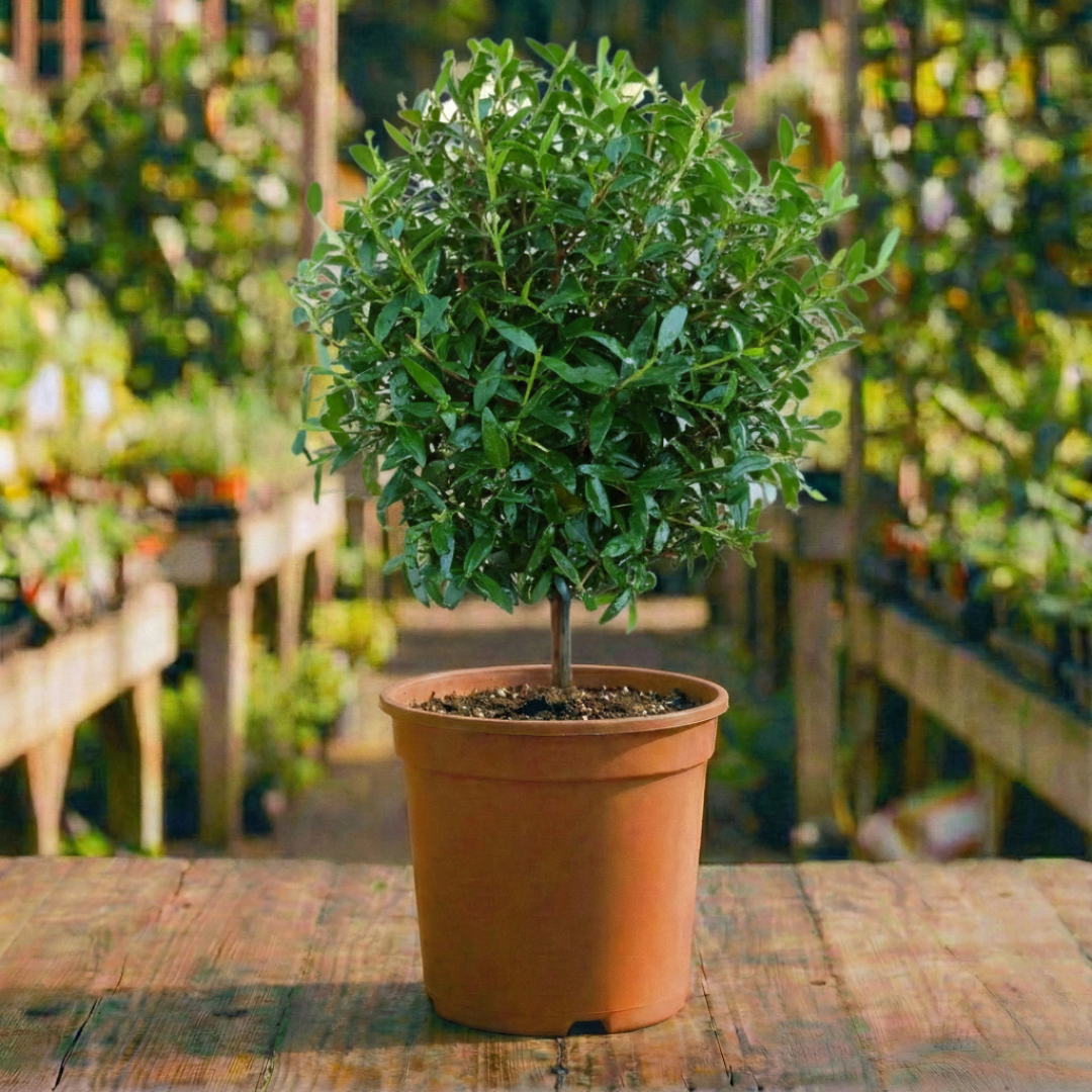 הדס מצוי (עגול) קוטר עציץ 12 ס"מ (רב שנתי לגינה)