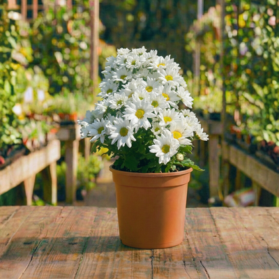 חרצית קוטר עציץ 12 ס