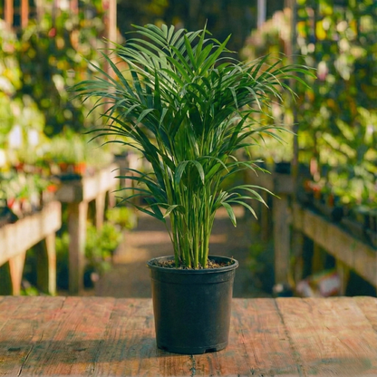 דקל חמדוריאה קוטר עציץ 24 ס״מ (10 ליטר) (רב שנתי לבית)