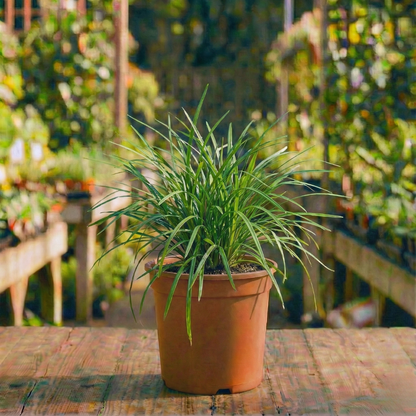 ליריופה רב שנתי לגינה