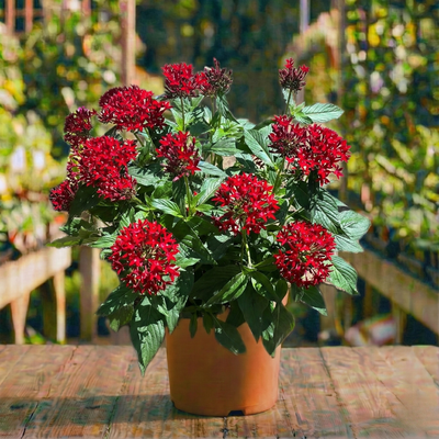 פנטס קוטר עציץ 15 ס״מ (רב שנתי לגינה)