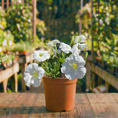 פטוניה קוטר עציץ 12 ס