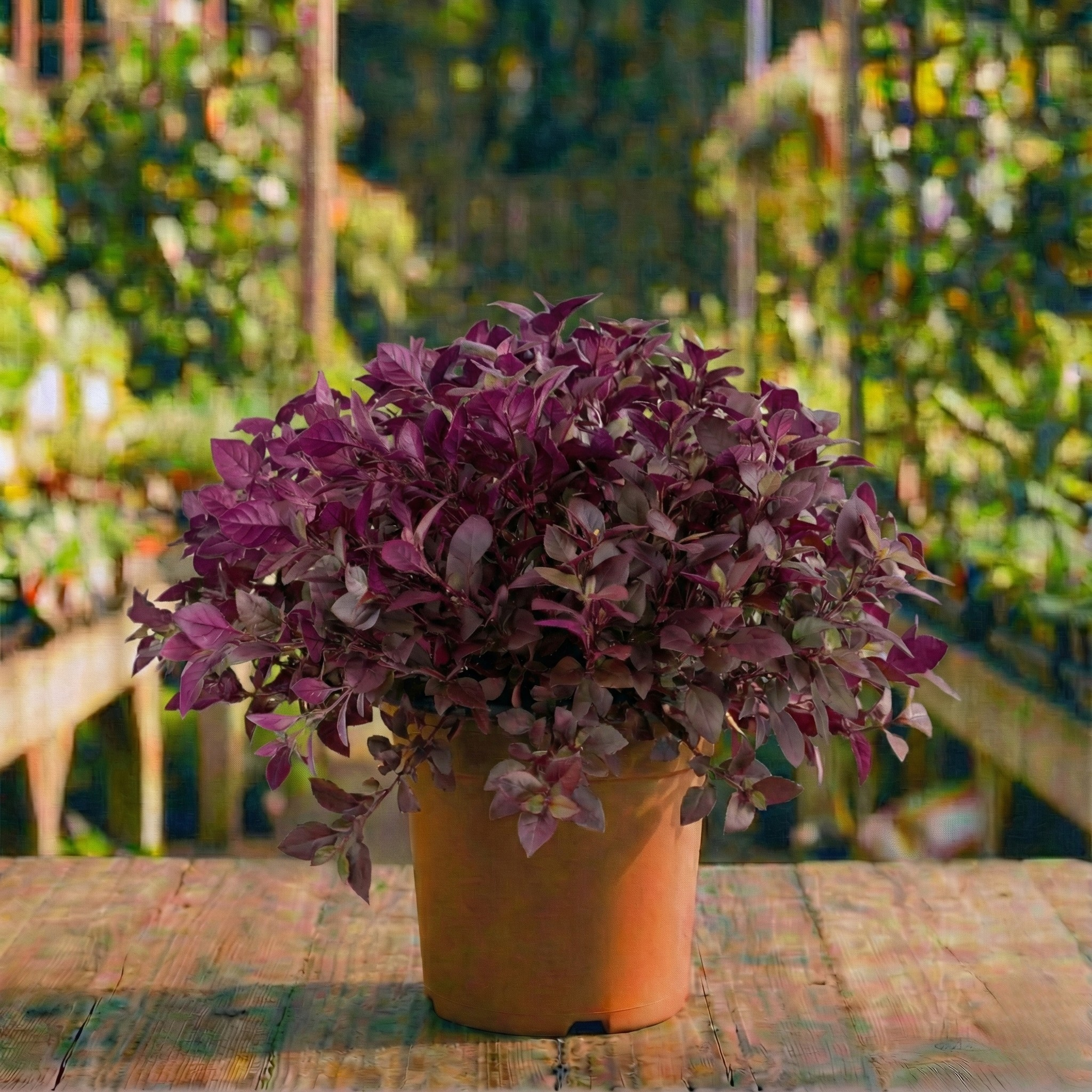 שיח ביצן קוטר עציץ 24 ס"מ (10 ליטר) (רב שנתי לגינה)