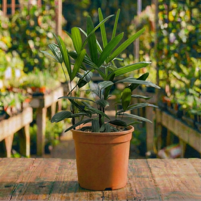 דקל ראפיס עציץ 18 ליטר (רב שנתי לגינה ובית צל מלא)