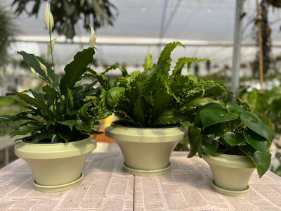 כלי קרמיקה מודרני במגוון צבעים וגדלים