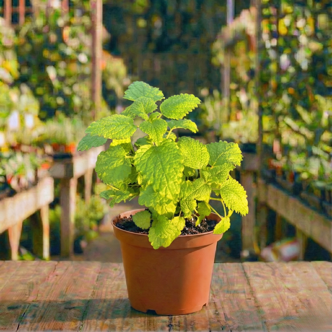 מליסה רפואית בעציץ קוטר 12 ס"מ