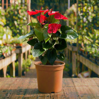 אנטוריום קוטר עציץ 15 ס"מ (רב שנתי לבית)