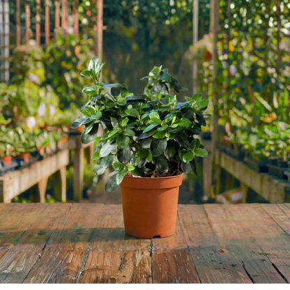 אזליאה קוטר עציץ 12 ס"מ (עונתי חורף-סתיו לבית)