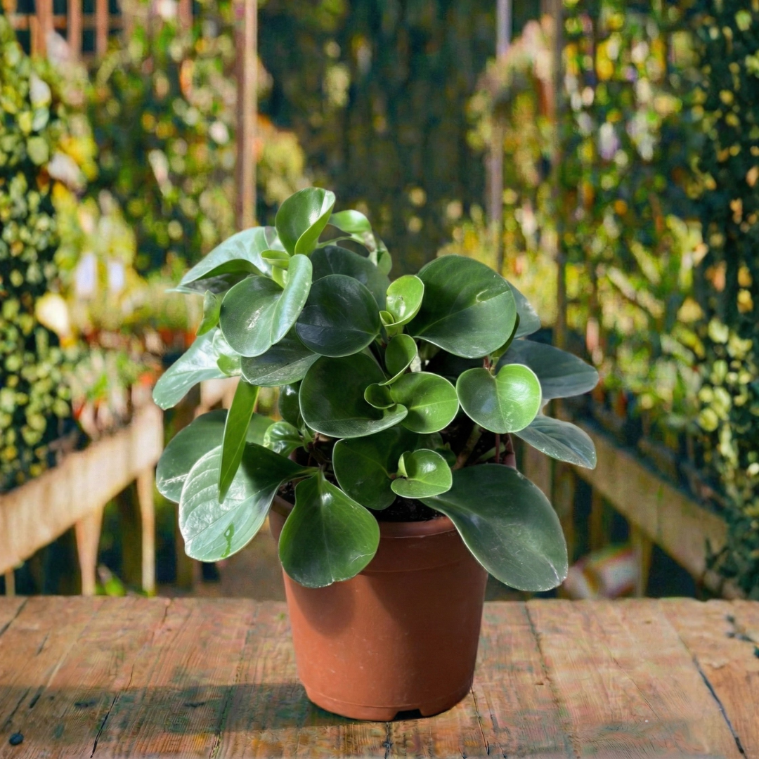 פפרומיה קוטר עציץ 12 ס"מ (רב שנתי לבית)