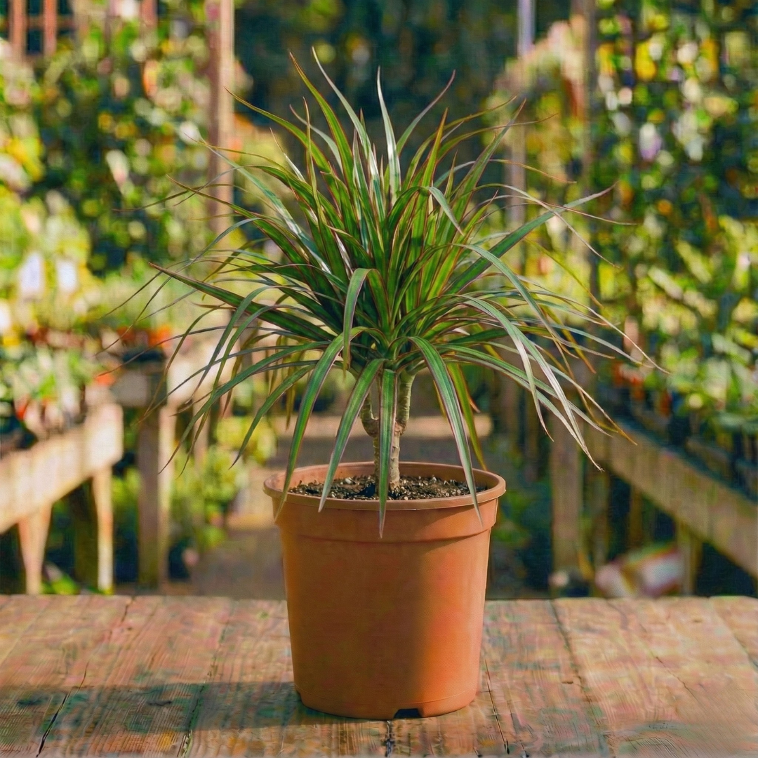 דרצנה מרגינטה בינוני