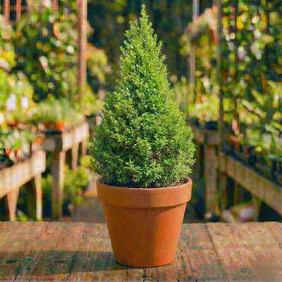 הדס פירמידה קוטר עציץ 24 ס