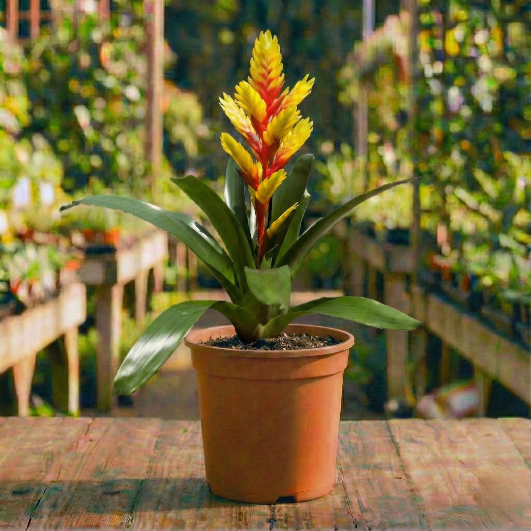 וריזאה קוטר עציץ 12 ס"מ (רב שנתי לבית)