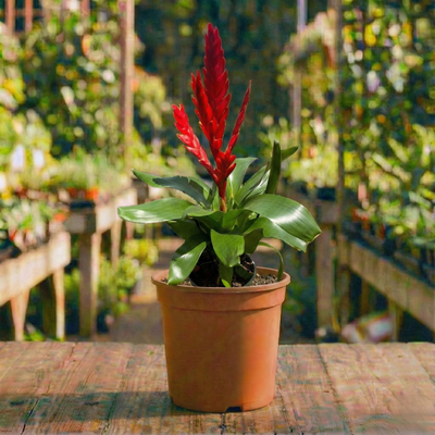 וריזאה קוטר עציץ 14 ס