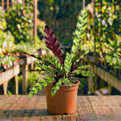 קלתאה אינסיגניס קוטר עציץ 12 ס״מ (רב שנתי לבית)